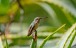 Rufous Hummingbird on the tip of the dead aloe.