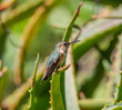 A Rufous Hummingbird in the Aloe