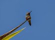 A Stoic Rufous Hummingbird