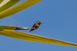 Rufous Hummingbird and Blue Skies