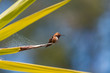 A Lone Rufous Hummingbird