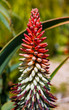 An Aloe Flower Stalk