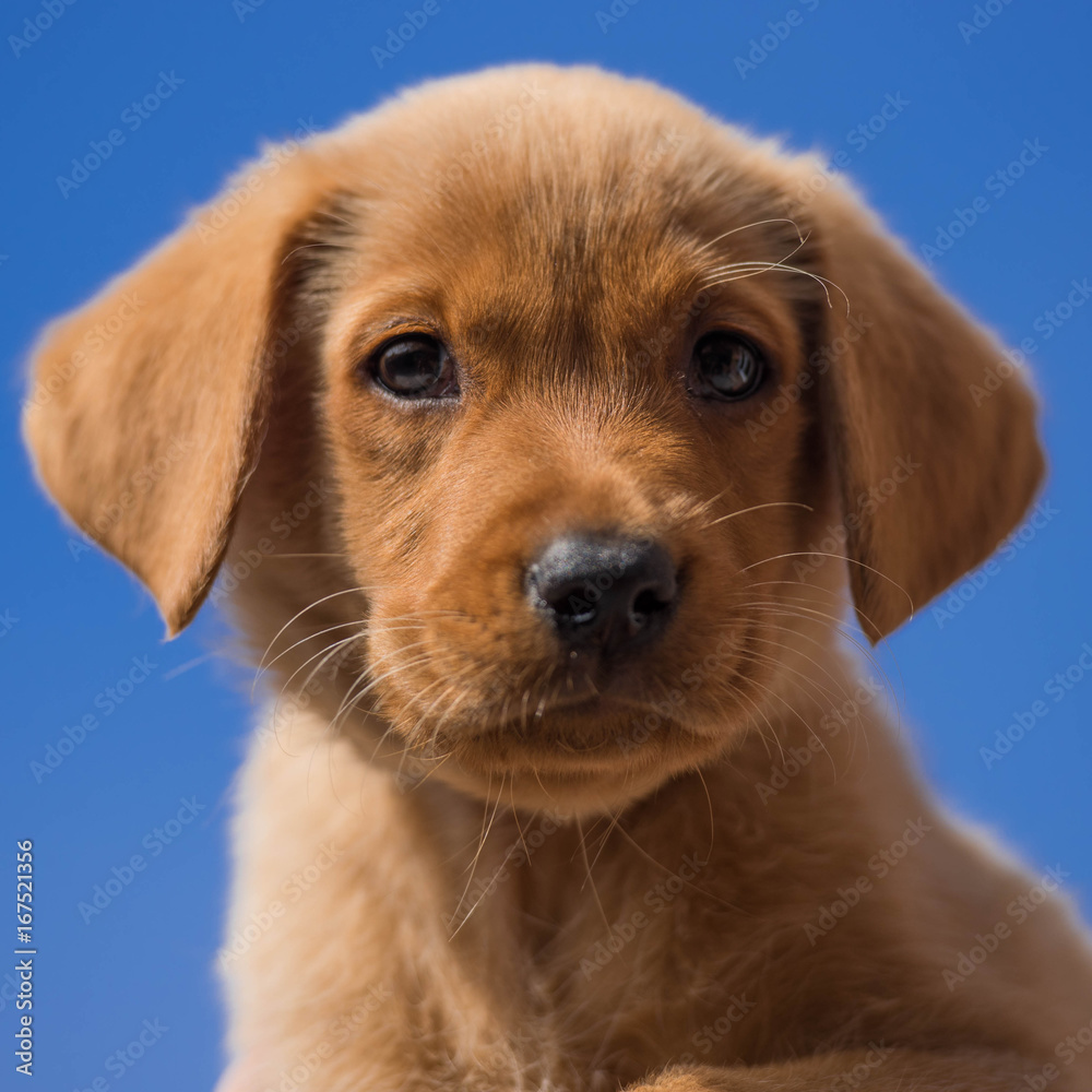 Young Fox Red Labrador Puppy Stock Photo | Adobe Stock, image size:1000x1000
