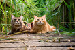 Maine Coon cats lying on a bridge