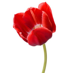 Wall Mural - red tulip flower head isolated on white background