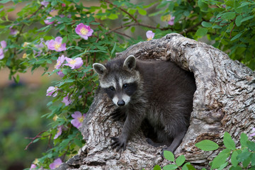 Baby Raccoon