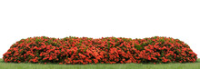 Red Ixora Coccinea Hedge In A Park With Clipping Path