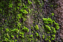 Green Moss On Large Tree Bark, Inthanon National Park, Chiangmai Province, Thailand..