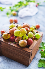 Wall Mural - gooseberry