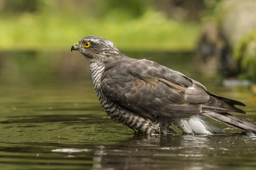 Sparrow-hawk