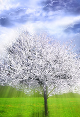 Wall Mural - spring apple tree in bloom with mystical magic divine angelic rays of light like a spiritual concept