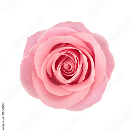 Cuadros en Lienzo Coral rose flower. Detailed retouch