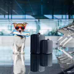 dog in airport terminal on vacation