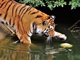 Fototapeta  - Tiger. Wasser.
