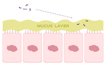 Nasal Mucosa Cells In Nose Vector / Mucus