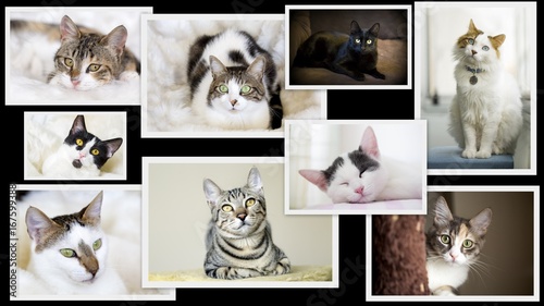 Plakat Cute Cat Collage