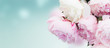 Fresh peony flowers colored in shades of pink close up on blue background banner