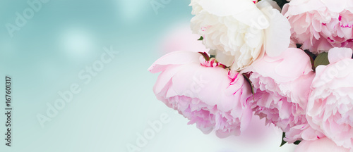 Fotomural Fresh peony flowers colored in shades of pink close up on blue background banner