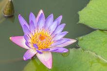 Beautiful Purple Water Lily Or Lotus Flower.