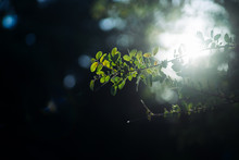 Tree Leaves In The Rays Of The Sun