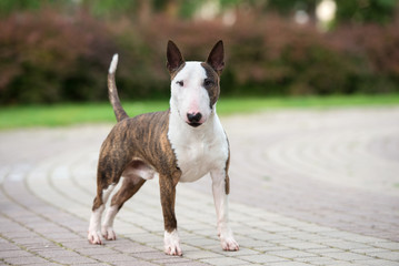 Wall Mural - beautiful english bull terrier dog standing in the park