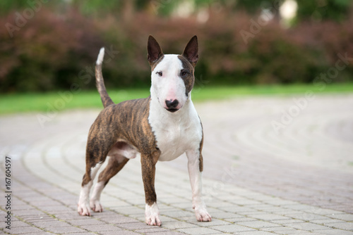 Fotomural beautiful english bull terrier dog standing in the park