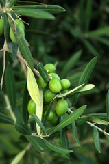 Wall Mural - Fruits of green olives on a branch with leaves. Extra soft focus and low DOF