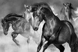 Fototapeta Konie - Horse portrait in herd in motion in desert dust. Balck and white