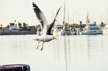One Seagull Flying From Pier In Oxnard Harbor With Boats