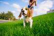 Dog on green meadow. Beagle puppy walking