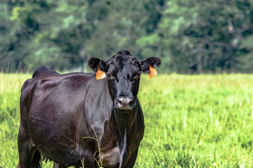 Wall Mural - black angus brood cow to the left