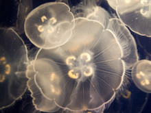 Jellyfish, Long Beach, California