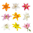 collection of various color Lily flowers contain yellow, white, pink and orange Lily flower