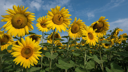  Sonnenblumen