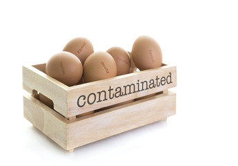 Wooden Egg Box full of Fipronil contaminated eggs on a white background