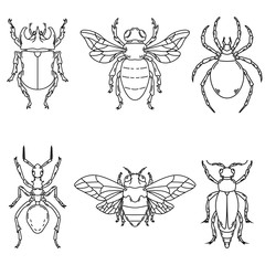 Wall Mural - Set of beetle illustrations isolated on white background.