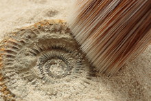 Brushing Away Sand To Reveal An Ammonite Fossil