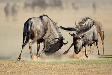 two blue wildebeest connochaetes taurinus) fighting for territory, kalahari desert, south africa.