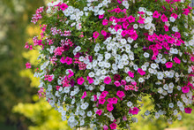 Large Hanging Basket With Vibrant Flowers