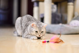 Fototapeta Koty - gray-white tabby cat plays with a cat feather toy