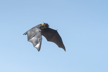 Bat Flying (Lyle's Flying Fox)