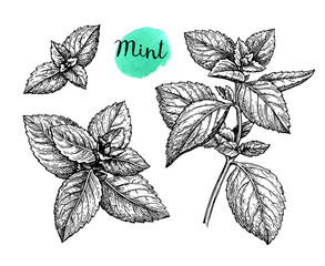 Wall Mural - ink sketch of mint.