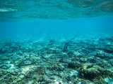Fototapeta Do akwarium - Die Unterwasserwelt eines indonesischen Korallenriffs