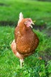 Braune Hybrid-Henne steht mit offenem Schnabel auf einer Wiese, glückliches Huhn in artgerechter Freilandhaltung, Ruf, gackernd, gähnend, Deutschland, Europa 