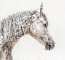 Portrait Of Gray Arabian Horse Head On Light Background, Profile Pictures