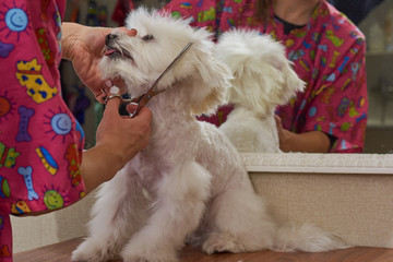  Hands of dog groomer, maltese. White dog being groomed.