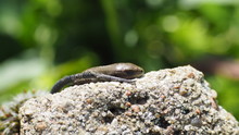 Young Lizard Sleeping On The Rock In The Garden.