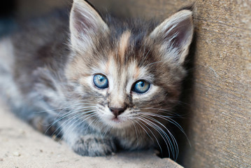 Wall Mural - Little Kitten outdoor - Portrait of cute Cat