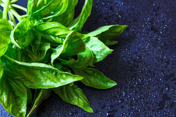 Wall Mural - Fresh fragrant greens basil  a dark background with water drops top view flat.The concept of healthy vegetarian food and harvest