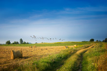Flock Of Cranes Over Field Of Stubble. August Countryside Landscape. Masuria, Poland.